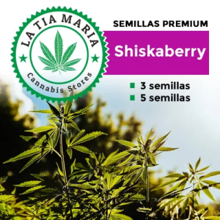 Semillas Premium Shishaberry
