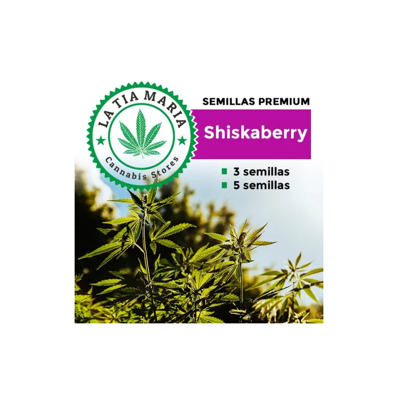 Semillas Premium Shiskaberry