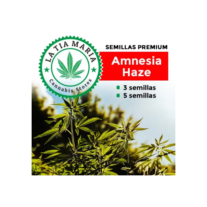 Semillas de cáñamo Amnesia Haze Pro feminizadas – Alta producción y genética sativa