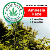 Semillas Premium Amnesia Haze
