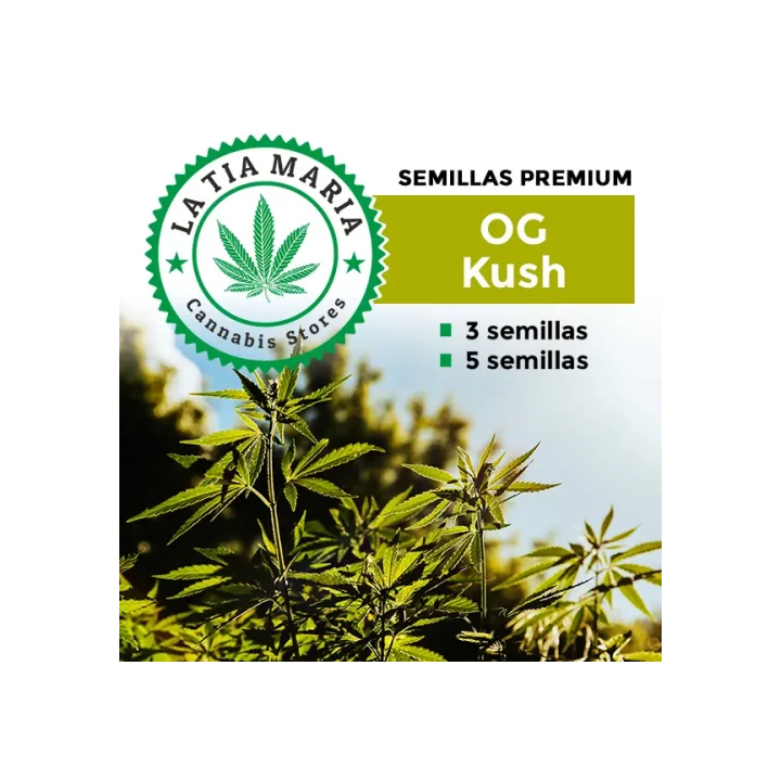 OG Kush – Semillas de cáñamo Cultivadores Exigentes