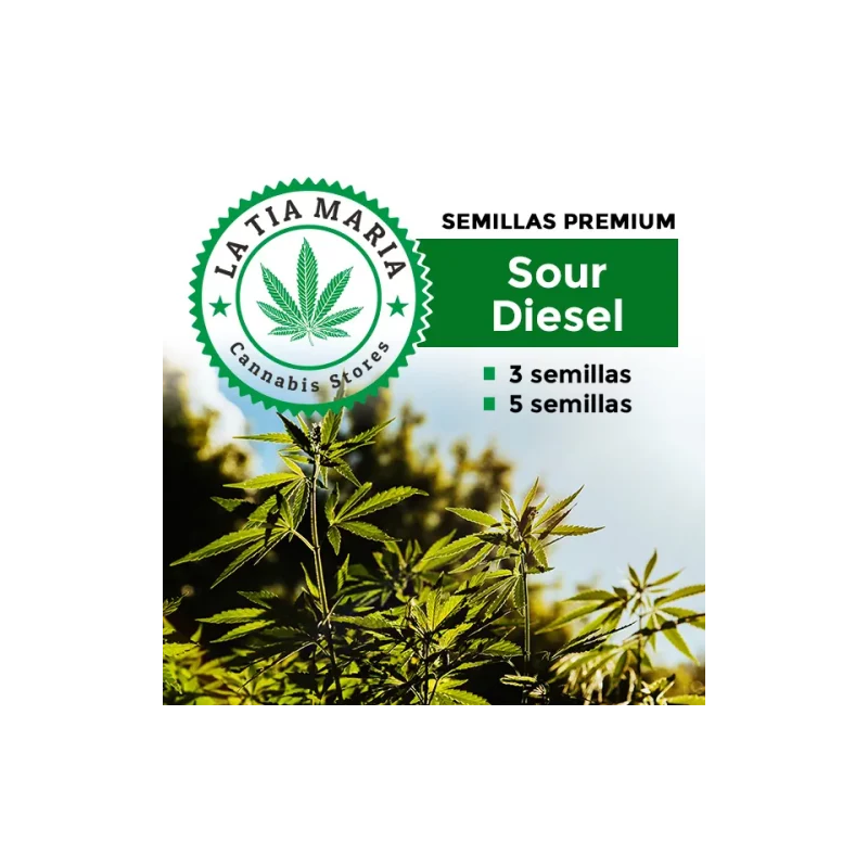 Semillas Premium Sour Diesel