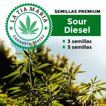Semillas Premium Sour Diesel