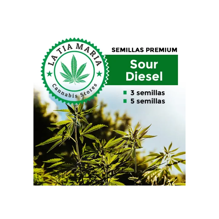 Semillas de cáñamo para cultivar Sour Diesel