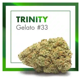 Trinity CBD Indoor (Gelato 33) – Flor Premium de la Emerald Collection | Cannactiva
