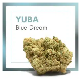Yuba Blue Dream CBD Indoor – Flor Premium de la Emerald Collection | Cannactiva