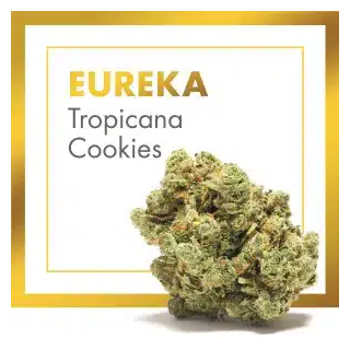 Eureka CBD Indoor (Tropicana Cookies) – Flor Premium de Cannactiva